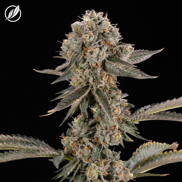 Sunny Stomper CTPharma