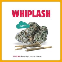 WPH Springtime