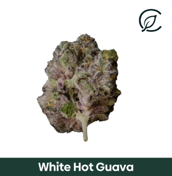 White Hot Guava Curaleaf