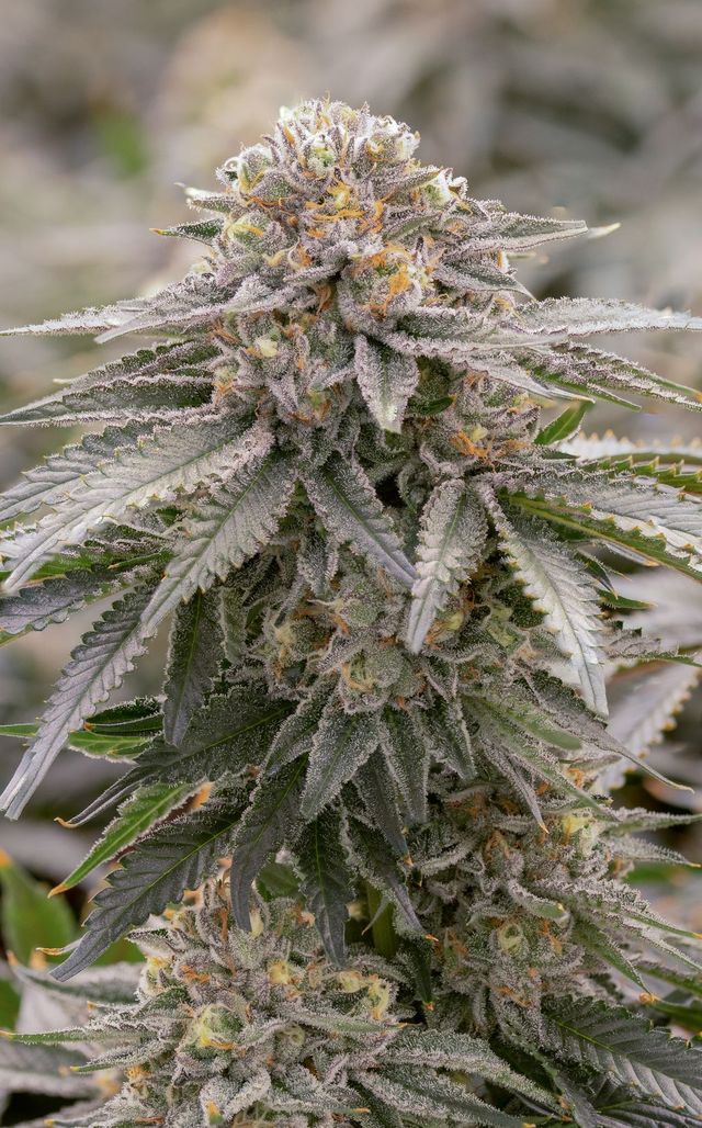 Dank Dough Sol Canna