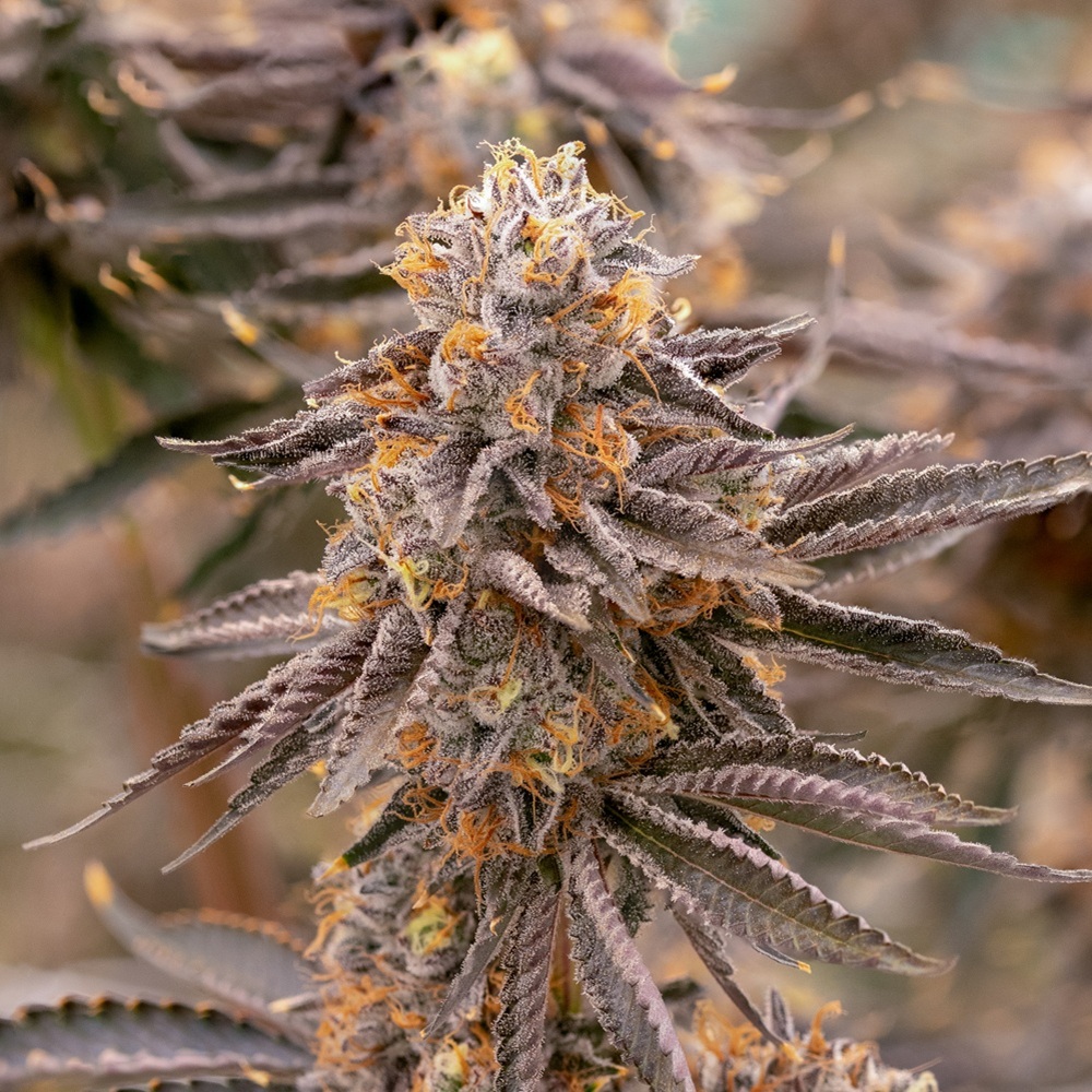 Sol Canna High Fructose Corn Syrup Full Buds 28g
