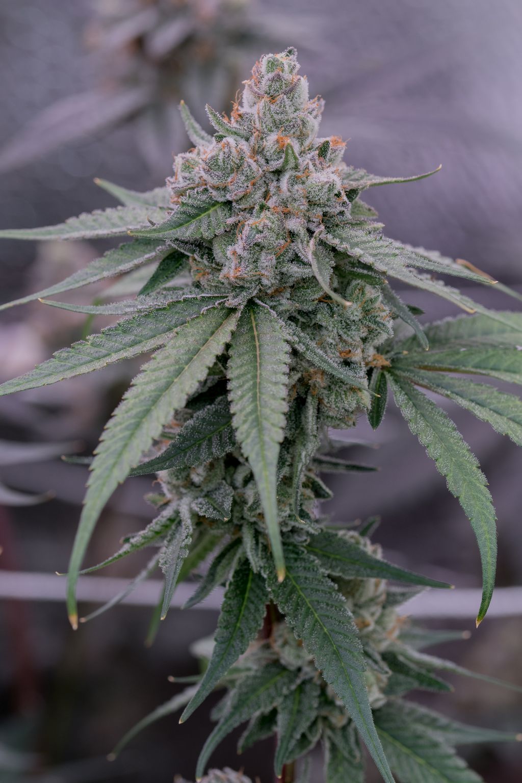 Sol Canna Graboid Fuel Full Buds 28g