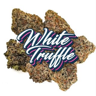 White Truffle  Blossom Flower