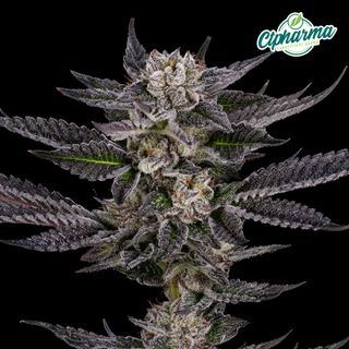 Jokerz CTPharma