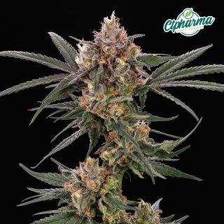 Lemon Cherry Sherb CTPharma