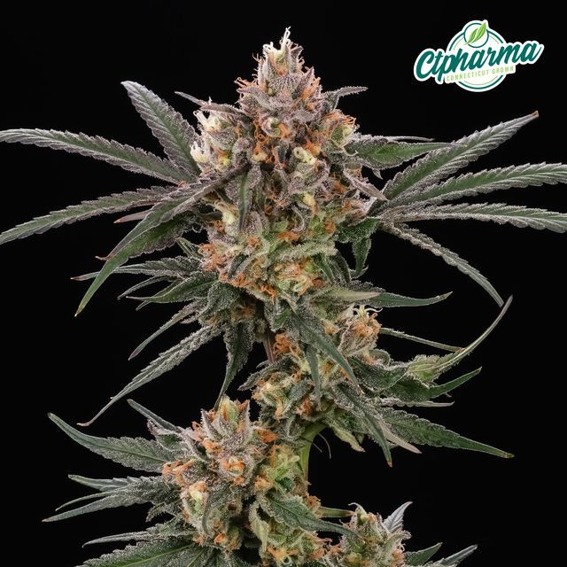 Lemon Cherry Sherb CTPharma