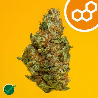 Colorado Flo (Aniva) Theraplant
