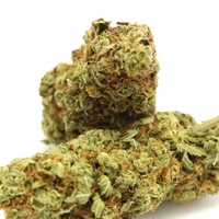 Lemon Skunk