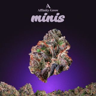 Star Killer OG Affinity