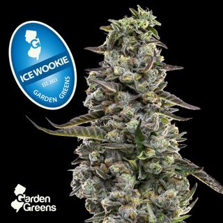 Ice Wookie Flower Garden Greens