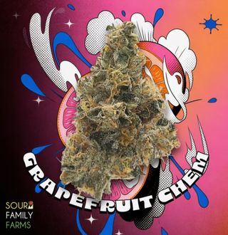 Grapefruit Chem Sour Family Farms
