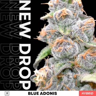 Cannabis Promo, Cannabis Sales, Cannabis Discounts, Cannabis on Sale, 30% Off Bloom/Blaze/Kaviar 3