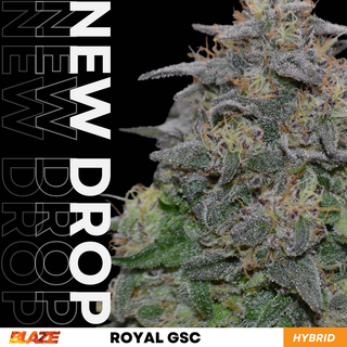 Royal GSC Blaze
