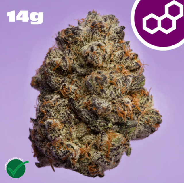 Jelly Roll Theraplant