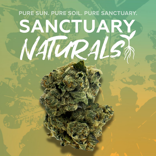 Frosted Jungle Sanctuary Cannabis