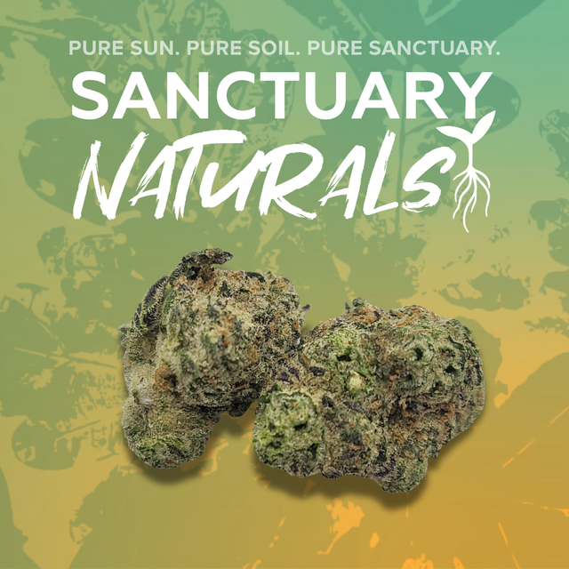 Hash Burger Sanctuary Cannabis