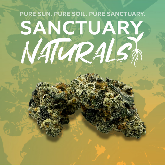 Mango Chem Sanctuary Cannabis