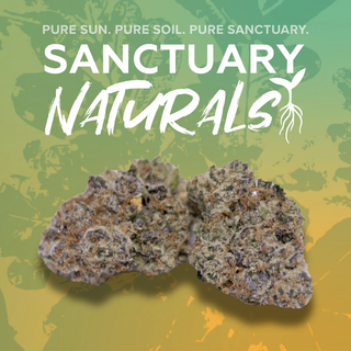 Terpee Burger Sanctuary Cannabis