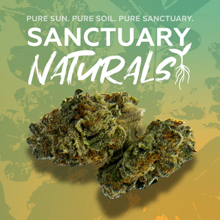 Witch Doctor Sanctuary Cannabis