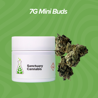 Cannabis Promo, Cannabis Sales, Cannabis Discounts, Cannabis on Sale, 7g Mini Buds $40 Each 1