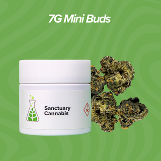 Cannabis Promo, Cannabis Sales, Cannabis Discounts, Cannabis on Sale, 7g Mini Buds $28 Each 1