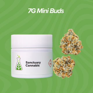 Cannabis Promo, Cannabis Sales, Cannabis Discounts, Cannabis on Sale, 7g Mini Buds $28 Each 1