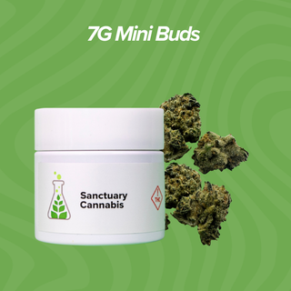 Cannabis Promo, Cannabis Sales, Cannabis Discounts, Cannabis on Sale, 7g Mini Buds $28 Each 2
