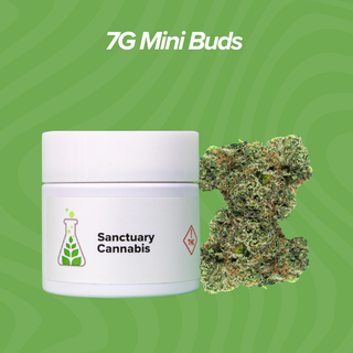 Don Mega Sanctuary Cannabis