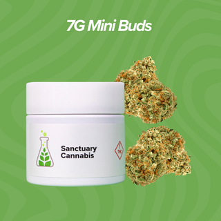 Cannabis Promo, Cannabis Sales, Cannabis Discounts, Cannabis on Sale, 7g Mini Buds 2 for $60 3