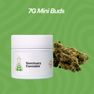 Jungle Grapes Sanctuary Cannabis