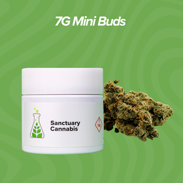Jungle Grapes Sanctuary Cannabis