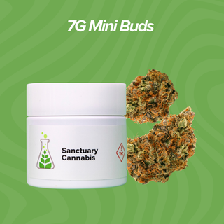 Cannabis Promo, Cannabis Sales, Cannabis Discounts, Cannabis on Sale, 7g Mini Buds $28 Each 1