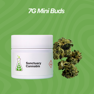 Cannabis Promo, Cannabis Sales, Cannabis Discounts, Cannabis on Sale, 7g Mini Buds $28 Each 3