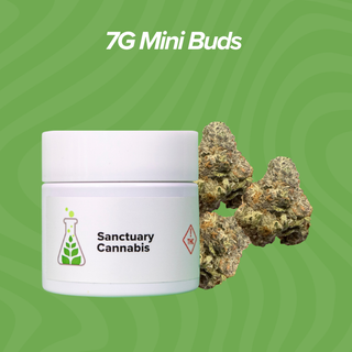 Cannabis Promo, Cannabis Sales, Cannabis Discounts, Cannabis on Sale, 7g Mini Buds $28 Each 2