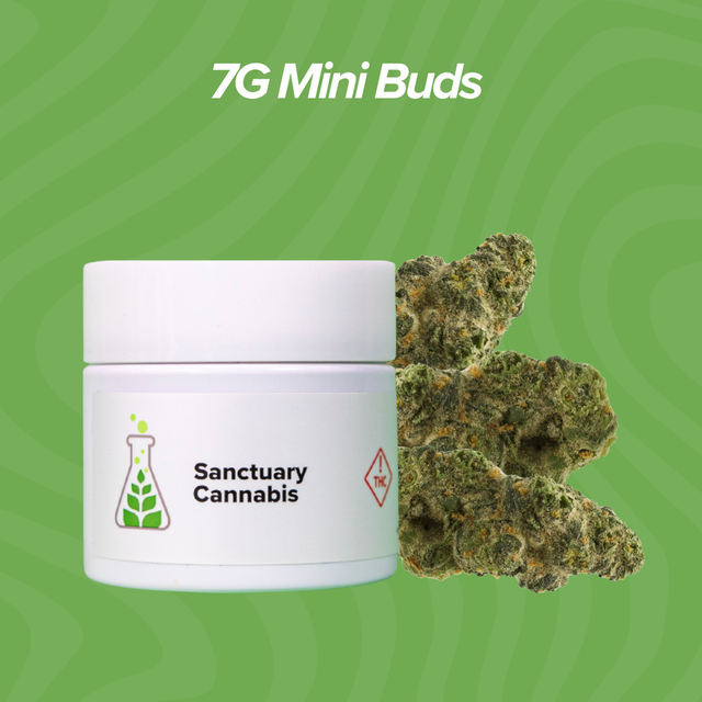 Witch Doctor Sanctuary Cannabis Witch Doctor Sanctuary Cannabis