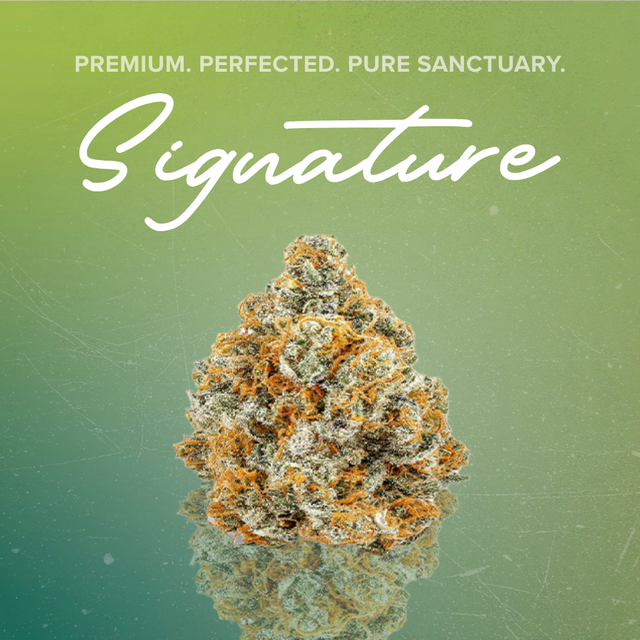 Black Maple Sanctuary Cannabis Black Maple Sanctuary Cannabis