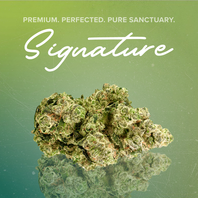 Blue Cheese Sanctuary Cannabis Blue Cheese Sanctuary Cannabis