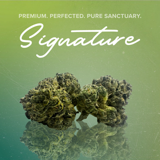 Dolato 41 Sanctuary Cannabis