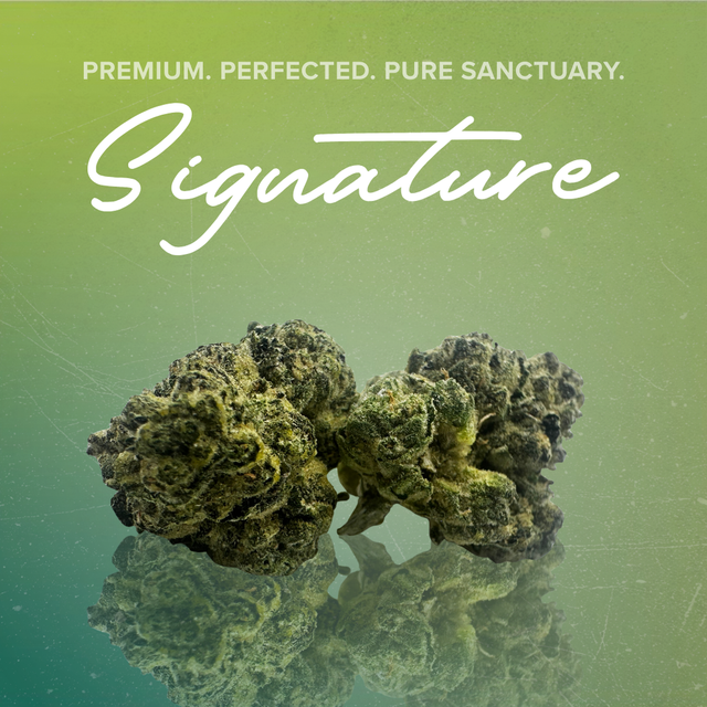 Dolato 41 Sanctuary Cannabis