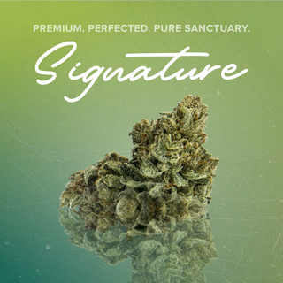 Gorilla Glue Sanctuary Cannabis