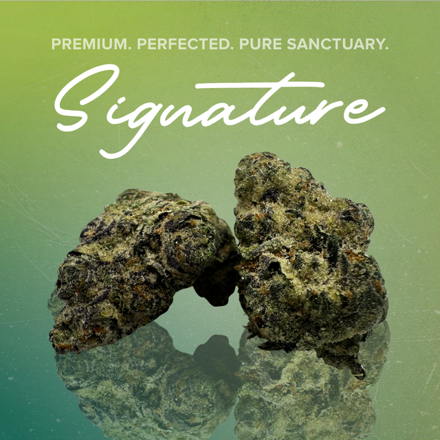 Lemon Cherry Gelato Sanctuary Cannabis