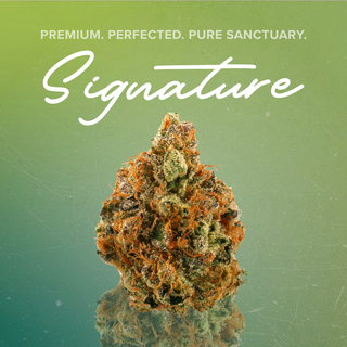 Lemon Meringue Sanctuary Cannabis