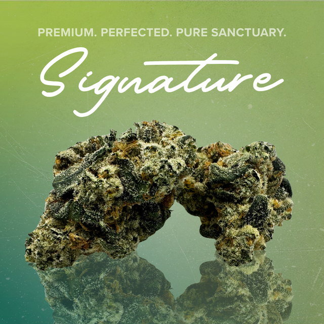 Mango Chem Sanctuary Cannabis