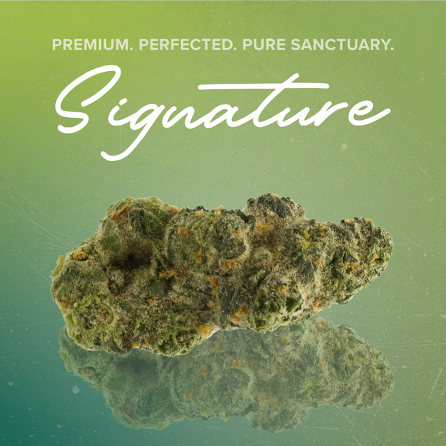 Witch Doctor Sanctuary Cannabis Witch Doctor Sanctuary Cannabis