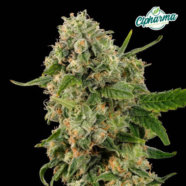 Zuava  CTPharma