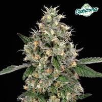Heir Heads  CTPharma