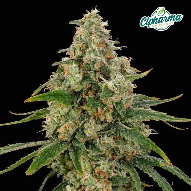 Red Gary CTPharma