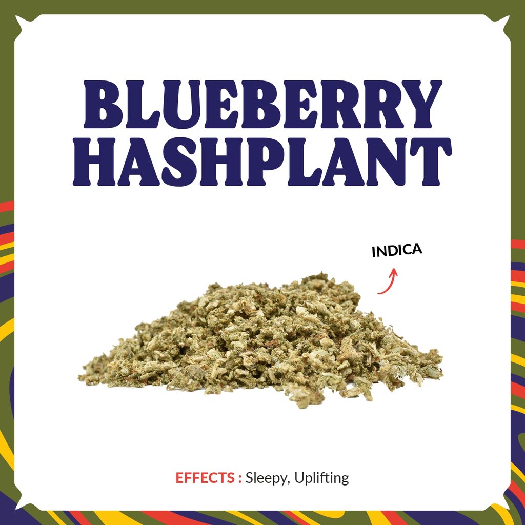Blueberry Hashplant