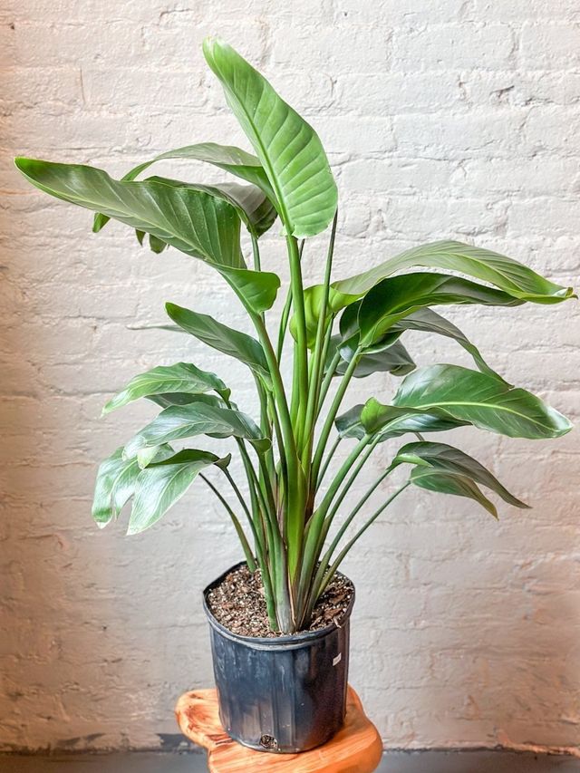 White Bird of Paradise Floor Plant Eds Plant Shop