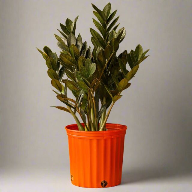 Raven ZZ Plant Eds Plant Shop